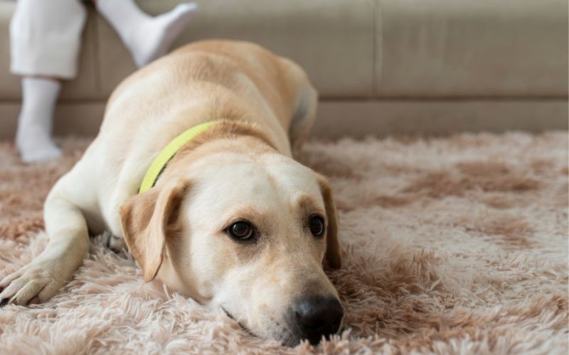 Comprendere e gestire il Pet Scooting (ovvero quando il cane 